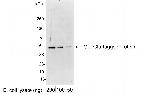 Glu-Glu Tag Polyclonal Antibody