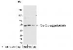 Glu-Glu Tag Antibody in Western Blot (WB)