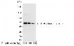 6-His Tag Antibody in Western Blot (WB)