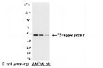 T7 Tag Polyclonal Antibody