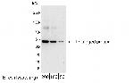 T7 Tag Polyclonal Antibody, HRP