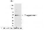 T7 Tag Polyclonal Antibody