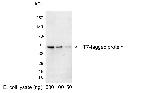 T7 Tag Polyclonal Antibody, HRP
