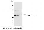 V5 Tag Antibody in Western Blot (WB)