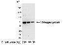 V5 Tag Antibody in Western Blot (WB)