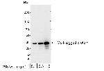 GST Tag Antibody in Western Blot (WB)