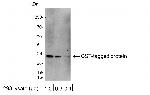 GST Tag Antibody in Western Blot (WB)