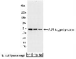 AU1 Tag Polyclonal Antibody