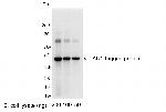 AU1 Tag Polyclonal Antibody