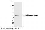 AU5 Tag Polyclonal Antibody