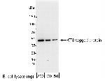 KT3 Tag Polyclonal Antibody