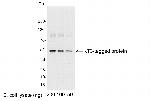 KT3 Tag Polyclonal Antibody