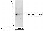 VSV-G Tag Polyclonal Antibody