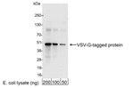 VSV-G Tag Antibody in Western Blot (WB)
