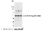 VSV-G Tag Antibody in Western Blot (WB)