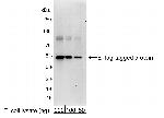 E Tag Polyclonal Antibody