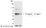 E Tag Polyclonal Antibody, HRP