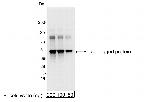 E Tag Polyclonal Antibody