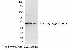 S Tag Antibody in Western Blot (WB)