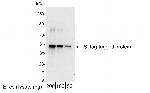 S Tag Polyclonal Antibody, HRP