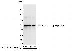 S Tag Antibody in Western Blot (WB)
