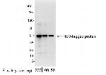 HSV Tag Polyclonal Antibody