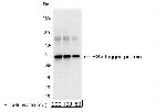 HSV Tag Polyclonal Antibody