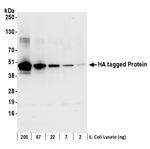 HA Tag Antibody in Western Blot (WB)