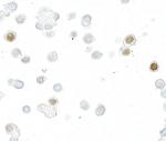 ECS (DYKDDDDK) Tag Antibody in Immunocytochemistry (ICC/IF)