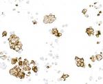 ECS (DYKDDDDK) Tag Antibody in Immunocytochemistry (ICC/IF)