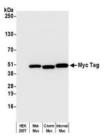 Myc Tag Antibody in Western Blot (WB)