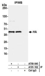 HA Tag Antibody in Immunoprecipitation (IP)