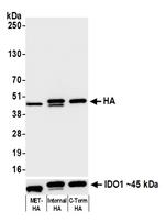 HA Tag Antibody in Western Blot (WB)