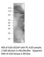 TNFAIP3 Polyclonal Antibody, FITC