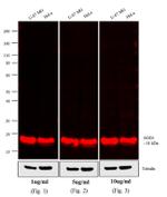 Mouse IgG (H+L) Secondary Antibody in Western Blot (WB)