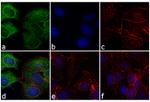 F(ab')2-Rabbit anti-Mouse IgG (H+L) Cross-Adsorbed Secondary Antibody, Alexa Fluor™ 488