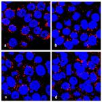 Golgin-97 Antibody in Immunocytochemistry (ICC/IF)