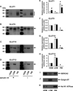 Golgin-97 Antibody in Western Blot (WB)