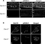 HuC/HuD Antibody in Immunocytochemistry (ICC/IF)