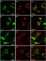 HuC/HuD Antibody in Immunohistochemistry (Frozen) (IHC (F))