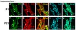 HuC/HuD Antibody in Immunohistochemistry (Paraffin) (IHC (P))
