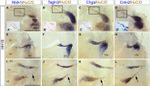 HuC/HuD Antibody in Immunohistochemistry (IHC)