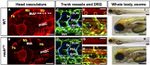 HuC/HuD Antibody in Immunohistochemistry (IHC)