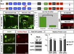 HuC/HuD Antibody in Immunohistochemistry (IHC)