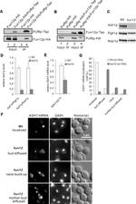 c-Myc Antibody in Western Blot (WB)