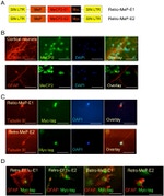 c-Myc Antibody in Immunocytochemistry (ICC/IF)