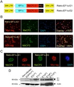 c-Myc Antibody in Western Blot, Immunocytochemistry (WB, ICC/IF)