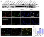 c-Myc Antibody in Western Blot, Immunocytochemistry (WB, ICC/IF)