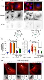 Myc Tag Antibody in Immunocytochemistry (ICC/IF)