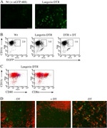 GFP Antibody in Immunocytochemistry (ICC/IF)